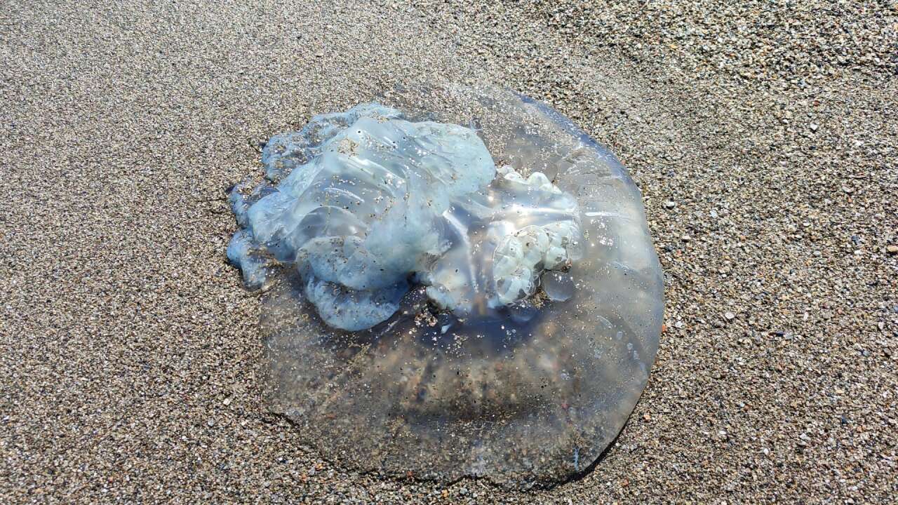 Antalyalı Balıkçıların Kabusu Oldu 5